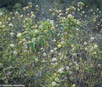 Dinoseris salicifolia, photographed by Gonzalo Martinez