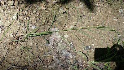 Glyceria striata, photographed by John Abrams