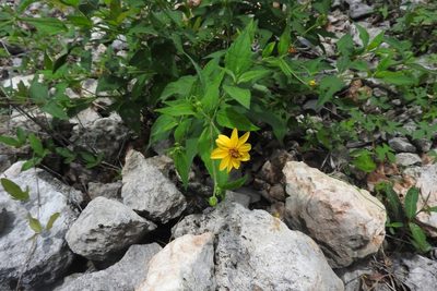 Wedelia acapulcensis, photographed by Sebastián de Jesús Herrera Buenfil