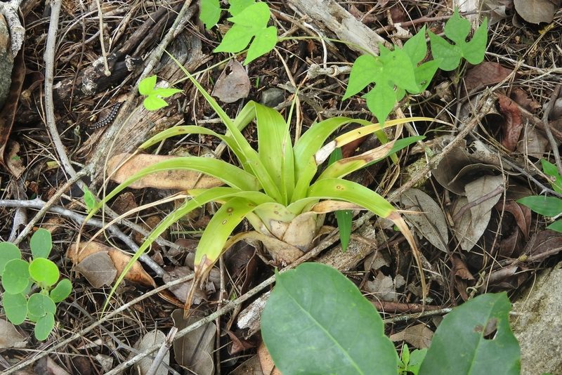 Tillandsia elongata, photographed by Sebastián de Jesús Herrera Buenfil