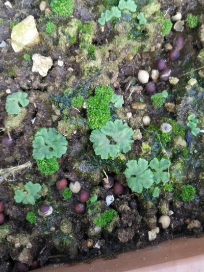 Riccia glauca, photographed by Quentin Groom