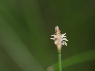 Eleocharis gracilis, photographed by Bruce Calvert