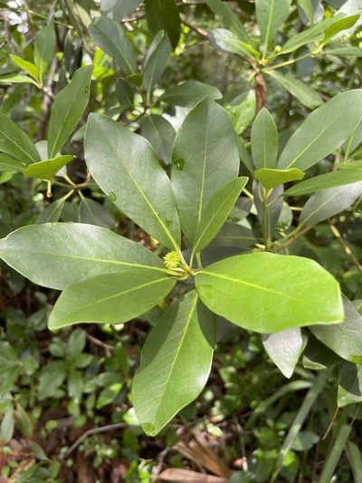 Illicium parviflorum, photographed by Brandon Corder
