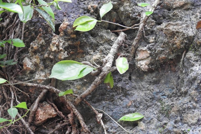 Microgramma nitida, photographed by Sebastián de Jesús Herrera Buenfil