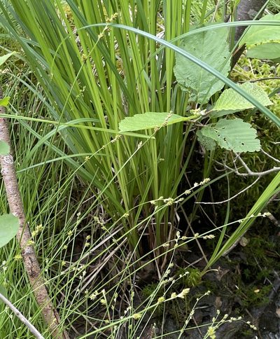 Carex brunnescens, photographed by Mary E. Macaulay, P.Eng.