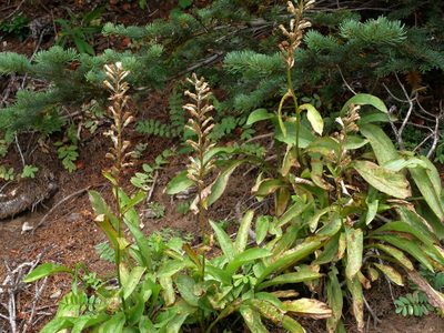 Rainiera stricta, photographed by Jacy Chen
