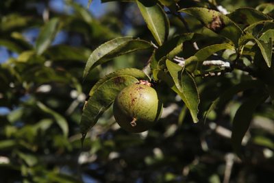 Oncoba spinosa, photographed by Tony Rebelo