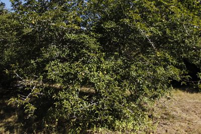 Oncoba spinosa
