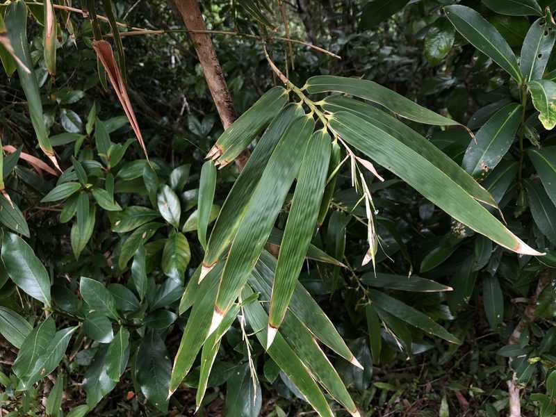 Schizostachyum diffusum, photographed by Cheng-Tao Lin