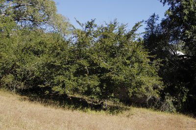 Oncoba spinosa, photographed by Tony Rebelo