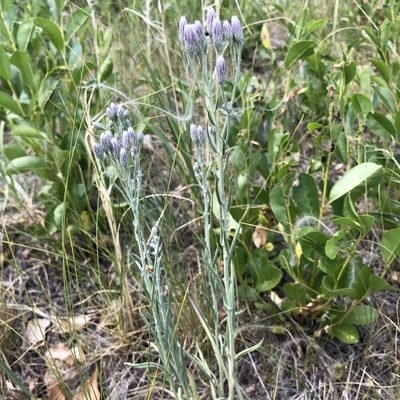 Jurinea multiflora, photographed by Valerii Glazunov