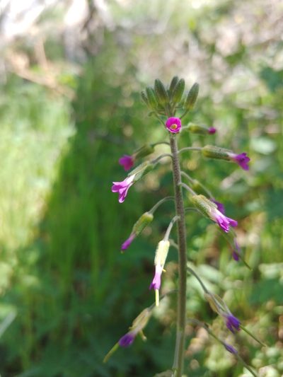 Boechera californica, photographed by Dustin VanOverbeke