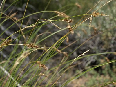 Carex occidentalis, photographed by Jim Morefield