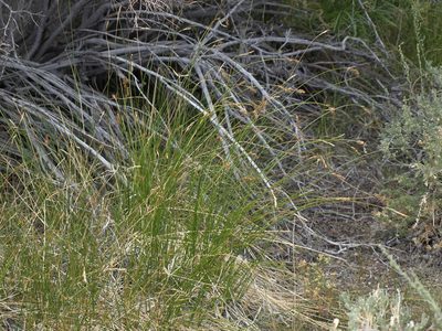 Carex occidentalis, photographed by Jim Morefield