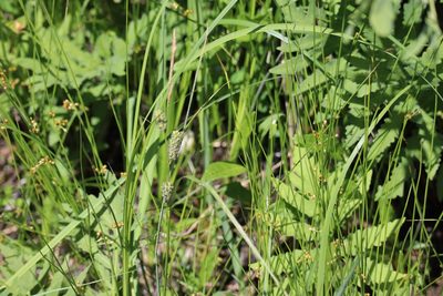 Carex pellita, photographed by Henry "Nick" Robertson