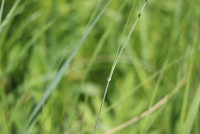 Calamagrostis canadensis, photographed by Henry "Nick" Robertson