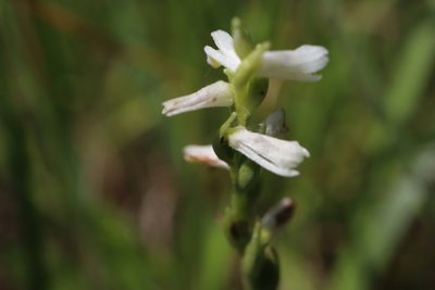Spiranthes lucida, photographed by Henry "Nick" Robertson