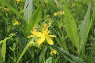 Hypericum ellipticum, photographed by Henry "Nick" Robertson