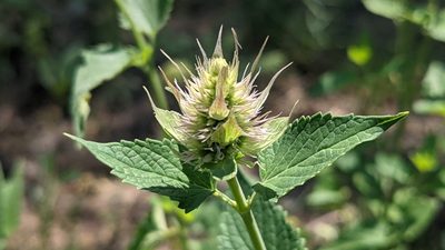 Agastache urticifolia, photographed by Darrin Gobble