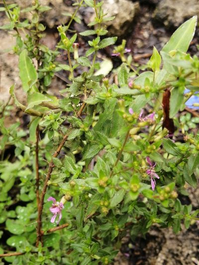 Cuphea gaumeri, photographed by Sebastián de Jesús Herrera Buenfil