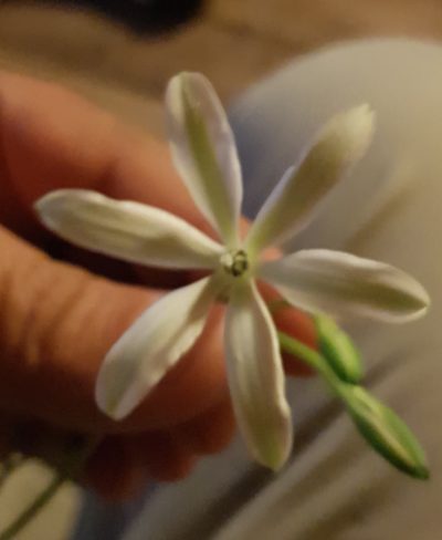 Milla oaxacana, photographed by Eugenio Padilla
