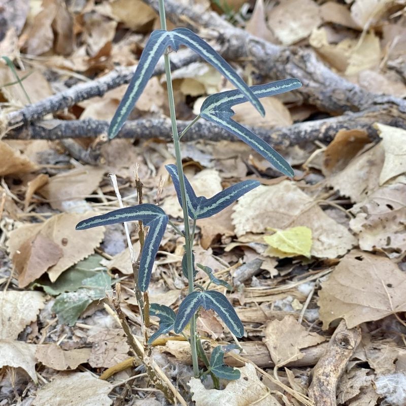 Passiflora mexicana, photographed by Sue Carnahan