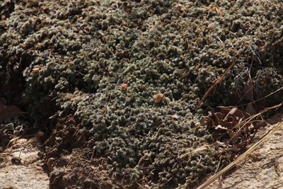 Selaginella dregei, photographed by Tony Rebelo