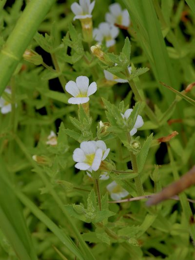 Gratiola brevifolia, photographed by Michelle W. （鍾偉瑋）