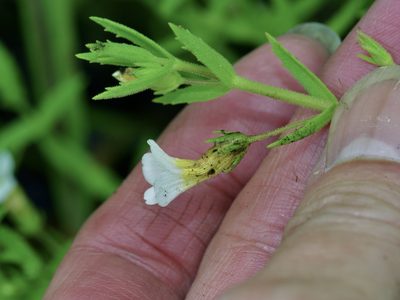 Gratiola brevifolia, photographed by Michelle W. （鍾偉瑋）