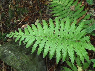 Christella parasitica, photographed by chiuluan