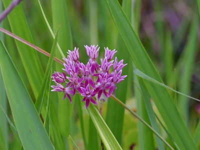Asclepias rubra, photographed by Michelle W. （鍾偉瑋）