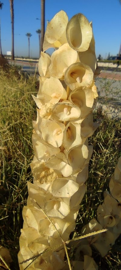 Moluccella laevis, photographed by Santiago Martín-Bravo