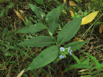 Commelina paludosa, photographed by chiuluan