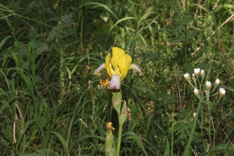 Iris variegata, photographed by Daniel Linzbauer