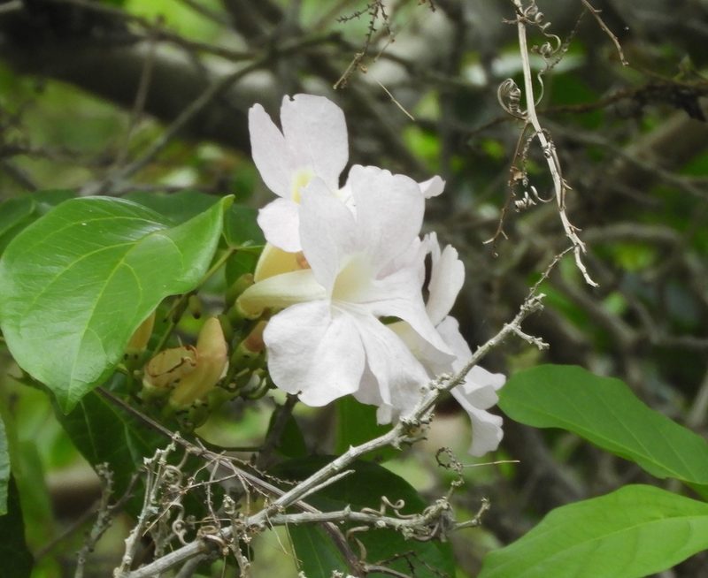 Bignonia aequinoctialis, photographed by Francisco Farriols Sarabia