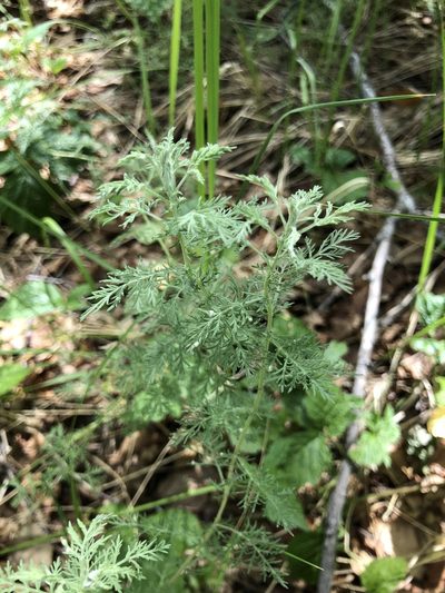 Artemisia pontica, photographed by Valerii Glazunov