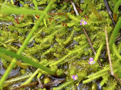 Mayaca fluviatilis, photographed by Michelle W. （鍾偉瑋）