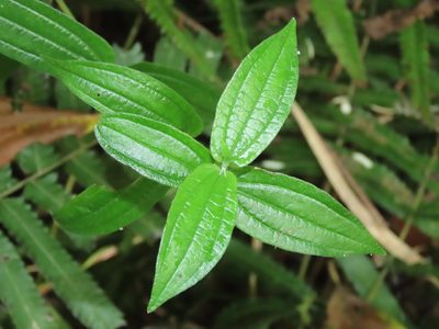 Gonostegia hirta, photographed by chiuluan