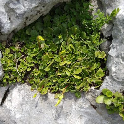 Chiastophyllum oppositifolium, photographed by Anna Shuliko