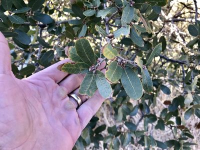 Quercus oblongifolia, photographed by CK2AZ