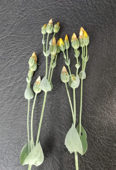 Blackstonia acuminata, photographed by Andrea Meucci