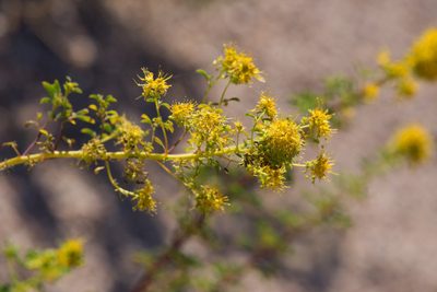 Cleomella refracta, photographed by Mike Duran