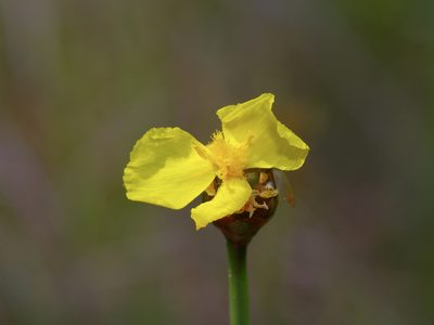 Xyris ambigua, photographed by Michelle W. （鍾偉瑋）