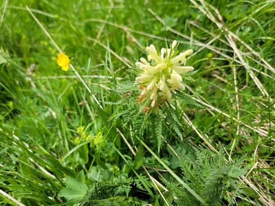 Pedicularis foliosa, photographed by Elias