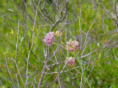 Asclepias rubra, photographed by Michelle W. （鍾偉瑋）