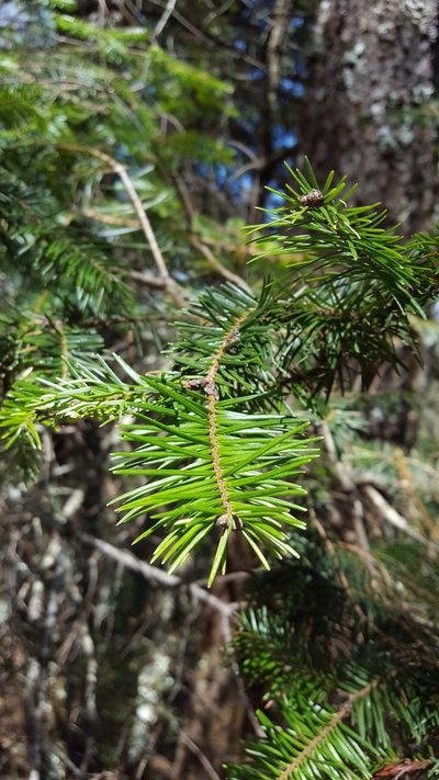 Abies hickelii, photographed by Eugenio Padilla