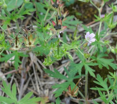 Geranium bicknellii, photographed by Naomi Cappuccino