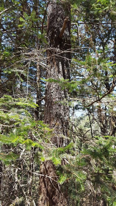 Abies hickelii, photographed by Eugenio Padilla