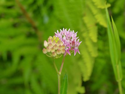 Asclepias rubra, photographed by Michelle W. （鍾偉瑋）