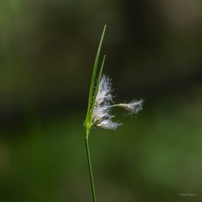 Eriophorum viridicarinatum, photographed by M. Squire